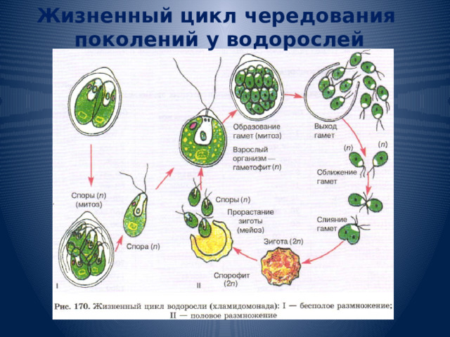 Жизненный цикл чередования поколений у водорослей 