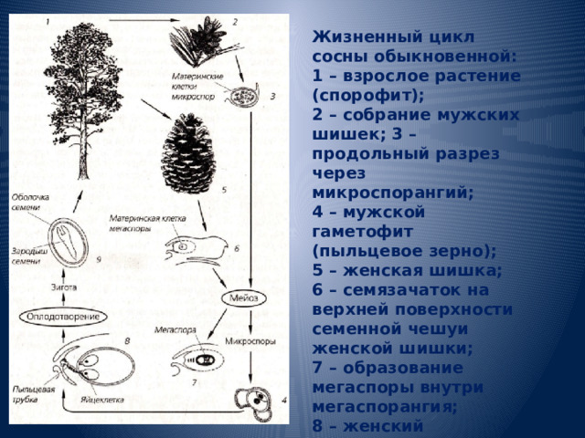 Жизненный цикл сосны обыкновенной: 1 – взрослое растение (спорофит); 2 – собрание мужских шишек; 3 – продольный разрез через микроспорангий; 4 – мужской гаметофит (пыльцевое зерно); 5 – женская шишка; 6 – семязачаток на верхней поверхности семенной чешуи женской шишки; 7 – образование мегаспоры внутри мегаспорангия; 8 – женский гаметофит с двумя архегониями, прорастание пыльцы; 9 – семя 