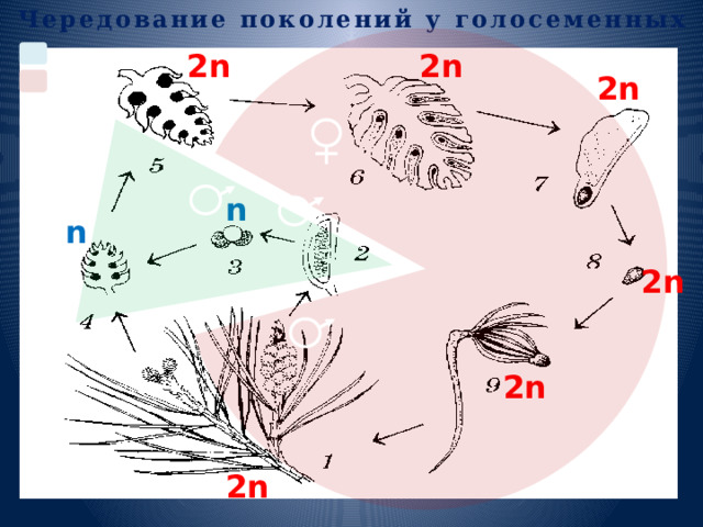 Чередование поколений у голосеменных 2n 2n половое 2n бесполое n n 2n 2n 2n 