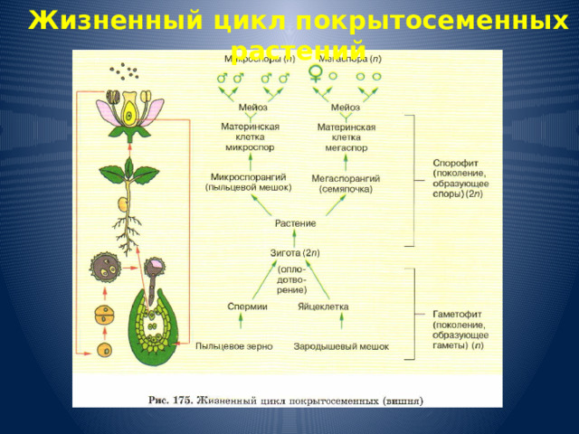 Жизненный цикл покрытосеменных растений 