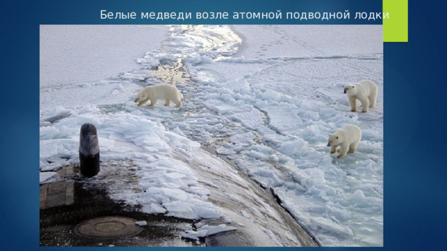 Белые медведи возле атомной подводной лодки   