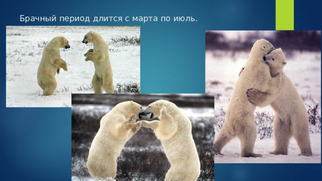 Брачный период длится с марта по июль. 