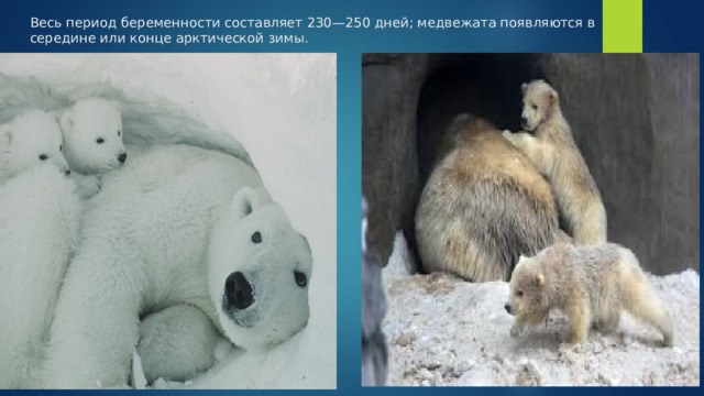 Весь период беременности составляет 230—250 дней; медвежата появляются в середине или конце арктической зимы. 