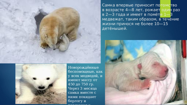 Самка впервые приносит потомство в возрасте 4—8 лет, рожает один раз в 2—3 года и имеет в помёте 1—3 медвежат, таким образом, в течение жизни принося не более 10—15 детёнышей. Новорождённые беспомощные, как у всех медведей, и имеют массу от 450 до 750 гр. Через 3 месяца самка вместе с ними покидает берлогу и переходит к бродячему образу жизни. 