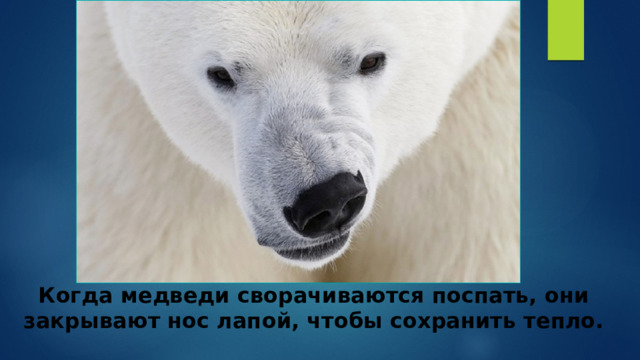 Когда медведи сворачиваются поспать, они закрывают нос лапой, чтобы сохранить тепло.   