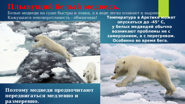 Плывущий белый медведь.  Белые медведи на суше быстры и ловки, а в воде легко плавают и ныряют. Кажущаяся неповоротливость - обманчива! Температура в Арктике может опускаться до -45° С,  у белых медведей обычно возникают проблемы не с замерзанием, а с перегревом. Особенно во время бега. Поэтому медведи предпочитают передвигаться медленно и размеренно. 