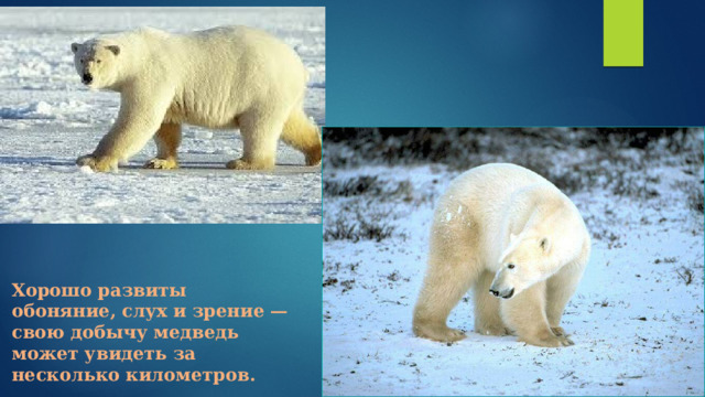 Хорошо развиты обоняние, слух и зрение — свою добычу медведь может увидеть за несколько километров. 