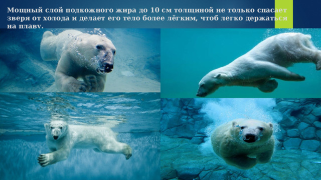 Мощный слой подкожного жира до 10 см толщиной не только спасает зверя от холода и делает его тело более лёгким, чтоб легко держаться на плаву.   