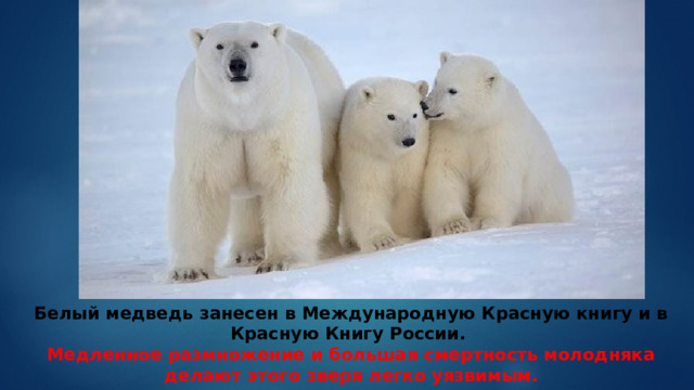 На следующей странице представлены фотографии белого медведя. Заповедник Медвежьи острова в Якутии. Белый медведь занесен в красную книгу. Заповедник белый медведь. Остров Медвежий.