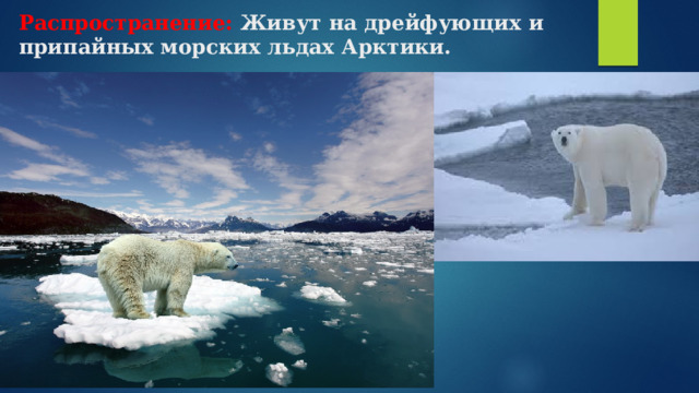 Распространение: Живут на дрейфующих и припайных морских льдах Арктики.    