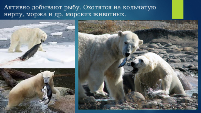 Активно добывают рыбу. Охотятся на кольчатую нерпу, моржа и др. морских животных.   