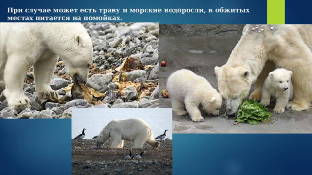 При случае может есть траву и морские водоросли, в обжитых местах питается на помойках. 