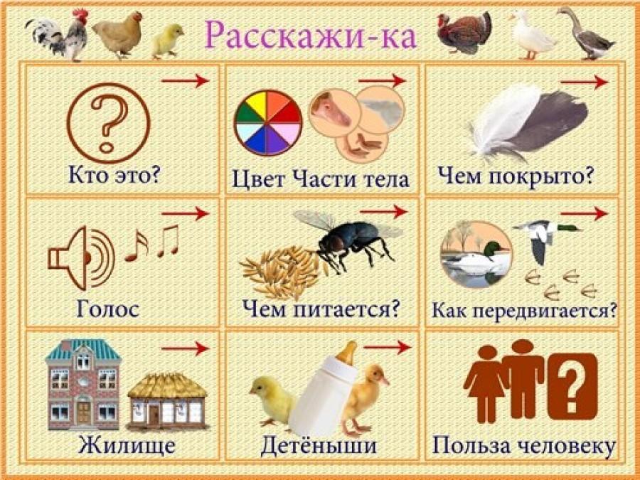 Рассказывание по картине куры в средней группе