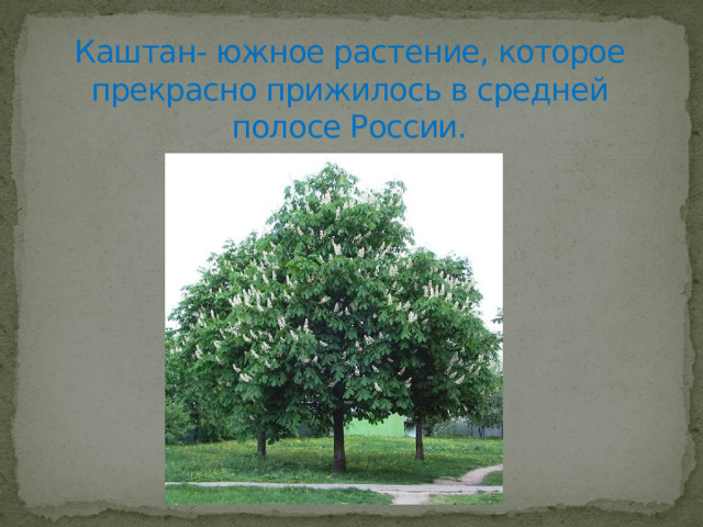 Каштан- южное растение, которое прекрасно прижилось в средней полосе России. 