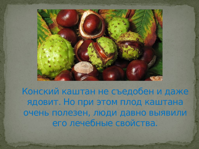 Конский каштан не съедобен и даже ядовит. Но при этом плод каштана очень полезен, люди давно выявили его лечебные свойства. 