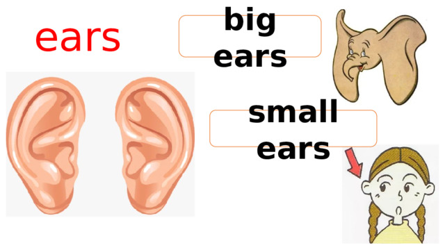 ears big ears small ears 