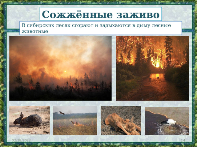 Сожжённые заживо В сибирских лесах сгорают и задыхаются в дыму лесные животные 02/28/2023  