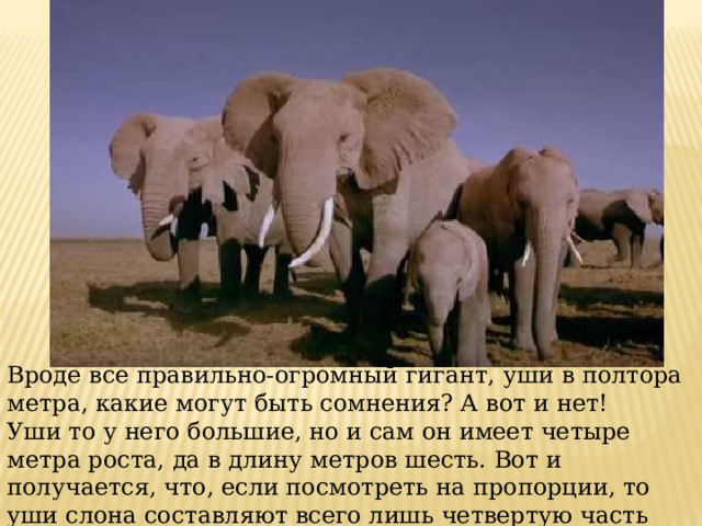 Вроде все правильно-огромный гигант, уши в полтора метра, какие могут быть сомнения? А вот и нет! Уши то у него большие, но и сам он имеет четыре метра роста, да в длину метров шесть. Вот и получается, что, если посмотреть на пропорции, то уши слона составляют всего лишь четвертую часть тела. 