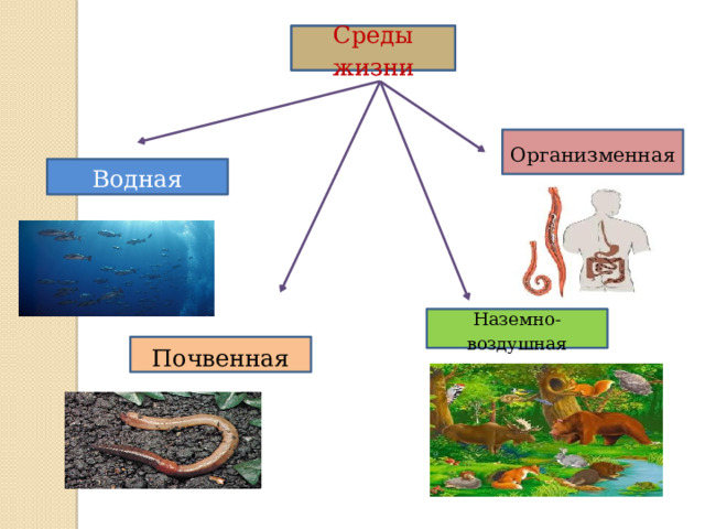 Среды жизни Среды жизни Организменная Водная   Наземно-воздушная Почвенная 