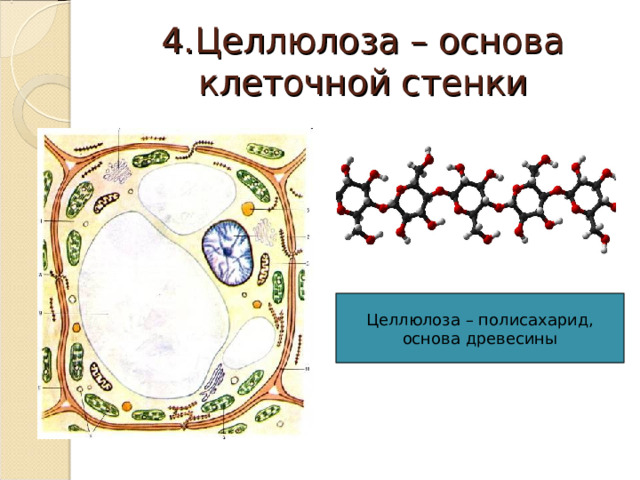 4.Целлюлоза – основа клеточной стенки Целлюлоза – полисахарид, основа древесины 