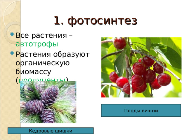 1. фотосинтез Все растения – автотрофы Растения образуют органическую биомассу ( продуценты ) Плоды вишни Кедровые шишки 