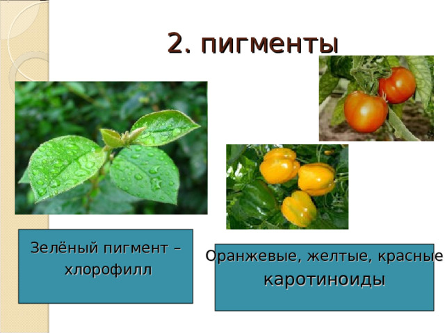 2. пигменты Зелёный пигмент –  хлорофилл Оранжевые, желтые, красные каротиноиды 