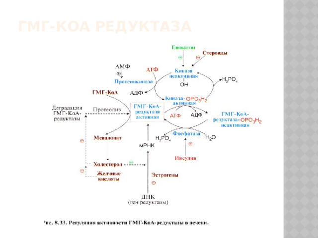 Гмг-КоА редуктаза 