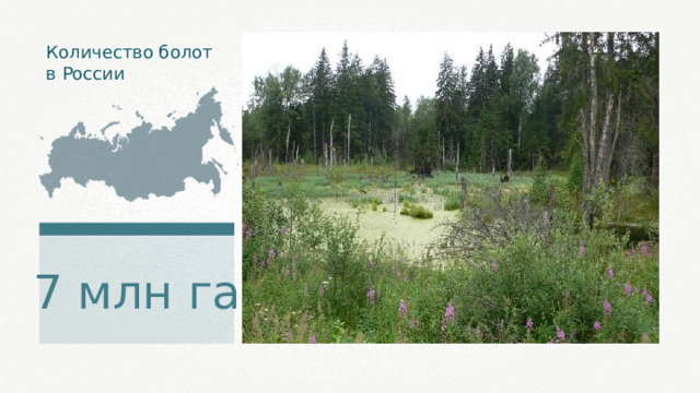Количество болот в России 7 млн га 
