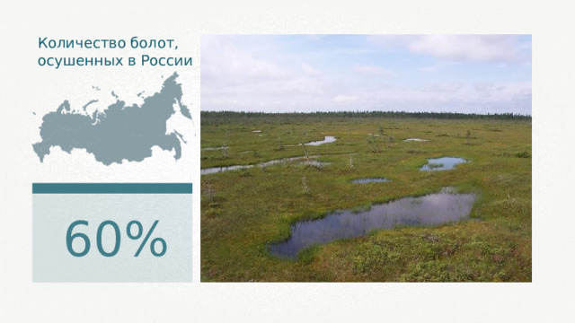 Количество болот, осушенных в России 60% 