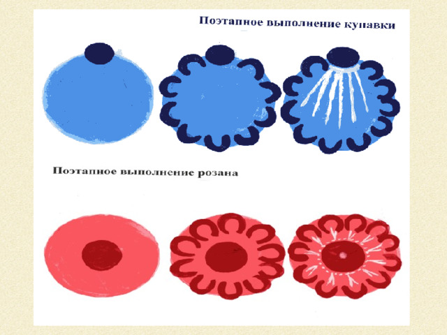 Купавка цветок рисунок