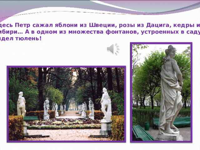 Здесь Петр сажал яблони из Швеции, розы из Дацига, кедры из Сибири… А в одном из множества фонтанов, устроенных в саду, сидел тюлень! 