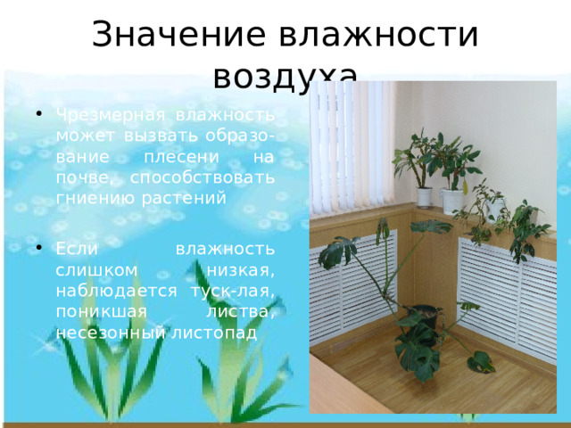 Значение влажности воздуха Чрезмерная влажность может вызвать образо-вание плесени на почве, способствовать гниению растений Если влажность слишком низкая, наблюдается туск-лая, поникшая листва, несезонный листопад 