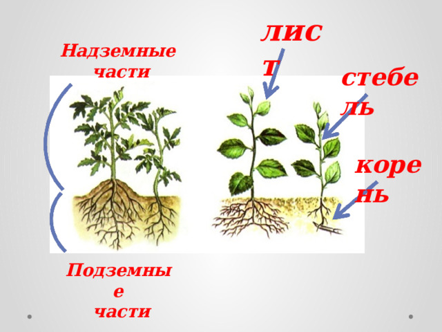 лист Надземные части стебель корень Подземные  части 