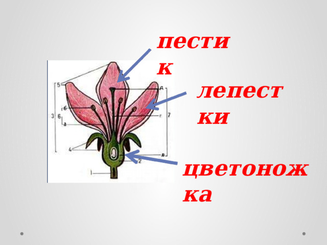 пестик лепестки цветоножка 