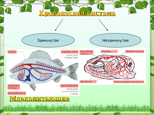 Кровеносная система     Дождевой червь Моллюски  гемолимфа  Рыбы Насекомые Земноводные Рептилии Птицы Млекопитающие  Замкнутая Незамкнутая 