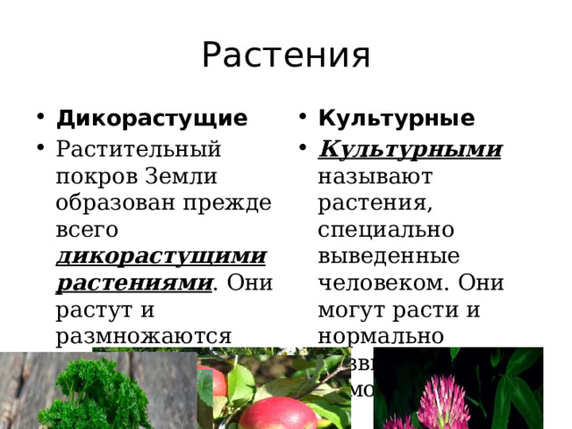 Растения Дикорастущие Растительный покров Земли образован прежде всего дикорастущими растениями . Они растут и размножаются без участия человека. Культурные Культурными называют растения, специально выведенные человеком. Они могут расти и нормально развиваться без помощи людей. 