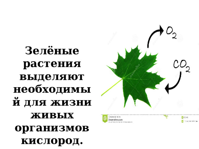 Зелёные растения выделяют необходимый для жизни живых организмов кислород. 