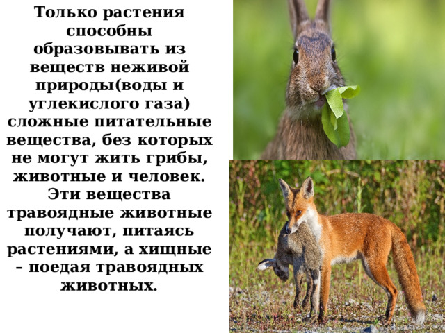 Только растения способны образовывать из веществ неживой природы(воды и углекислого газа) сложные питательные вещества, без которых не могут жить грибы, животные и человек. Эти вещества травоядные животные получают, питаясь растениями, а хищные – поедая травоядных животных. 