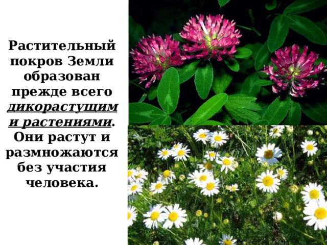 Растительный покров Земли образован прежде всего дикорастущими растениями . Они растут и размножаются без участия человека. 