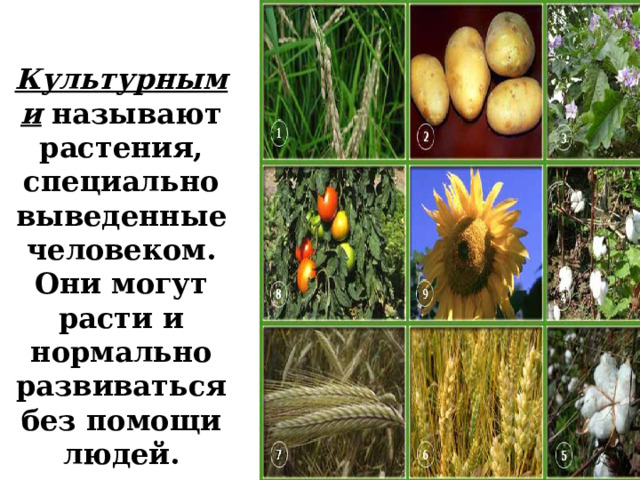   Культурными называют растения, специально выведенные человеком. Они могут расти и нормально развиваться без помощи людей. 