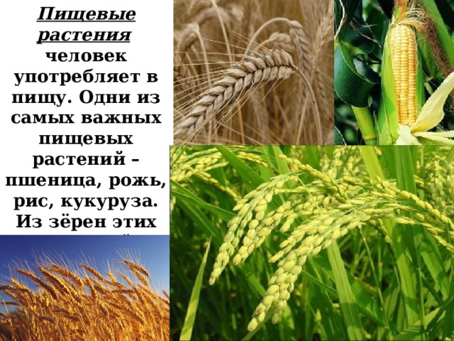 Пищевые растения  человек употребляет в пищу. Одни из самых важных пищевых растений – пшеница, рожь, рис, кукуруза. Из зёрен этих растений получают муку, из которой пекут хлеб, варят каши. 