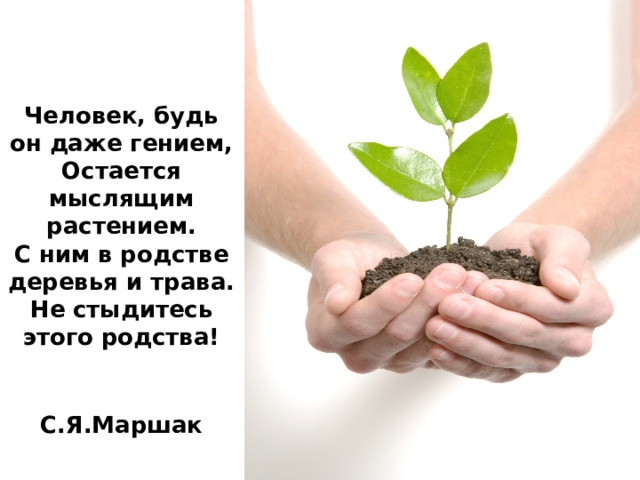 Человек, будь он даже гением,  Остается мыслящим растением.  С ним в родстве деревья и трава.  Не стыдитесь этого родства!                    С.Я.Маршак   