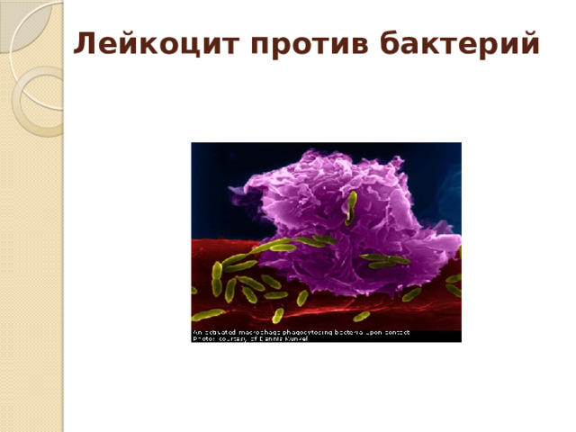 Лейкоцит против бактерий 