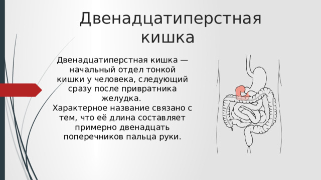 Двенадцатиперстная кишка Двенадцатиперстная кишка — начальный отдел тонкой кишки у человека, следующий сразу после привратника желудка. Характерное название связано с тем, что её длина составляет примерно двенадцать поперечников пальца руки. 