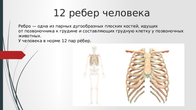 12 ребер человека Ребро — одна из парных дугообразных плоских костей, идущих от позвоночника к грудине и составляющих грудную клетку у позвоночных животных. У человека в норме 12 пар рёбер. 