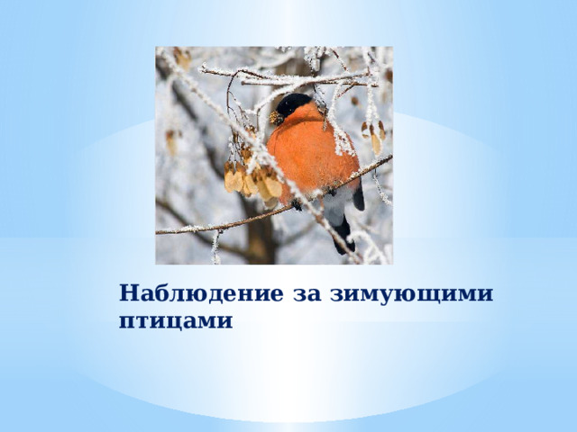 Наблюдение за зимующими птицами 