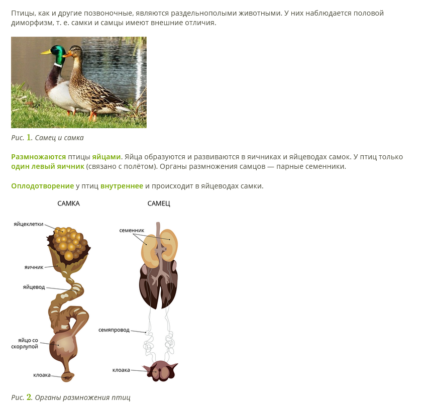 Особенности строения органов размножения птицы