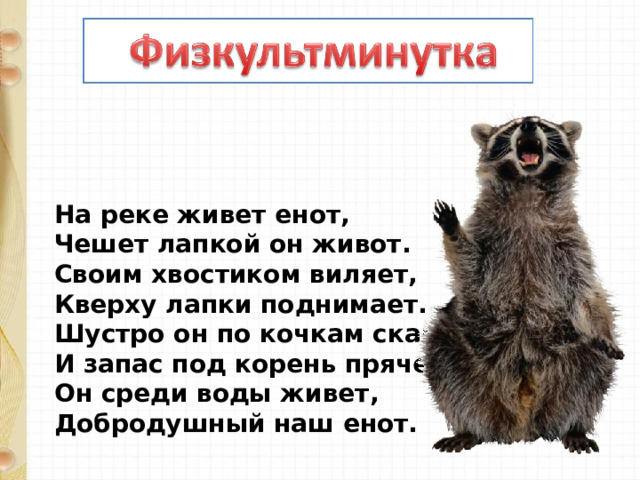 На реке живет енот,  Чешет лапкой он живот.  Своим хвостиком виляет,  Кверху лапки поднимает.  Шустро он по кочкам скачет  И запас под корень прячет.  Он среди воды живет,  Добродушный наш енот. 