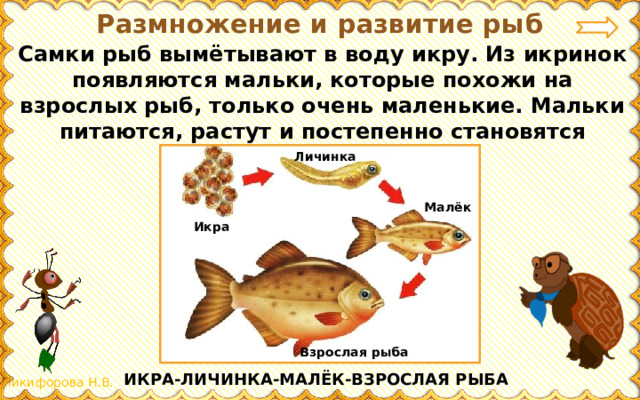 Презентация 3 класс окружающий мир размножение и развитие животных 3 класс