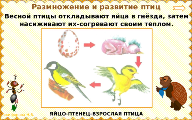 Презентация 3 класс окружающий мир размножение и развитие животных 3 класс